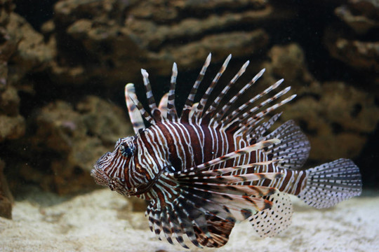 豪豬魚(yú)