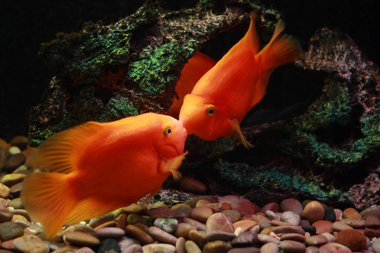 兩親橙色的魚