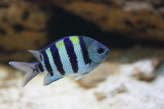條紋的魚