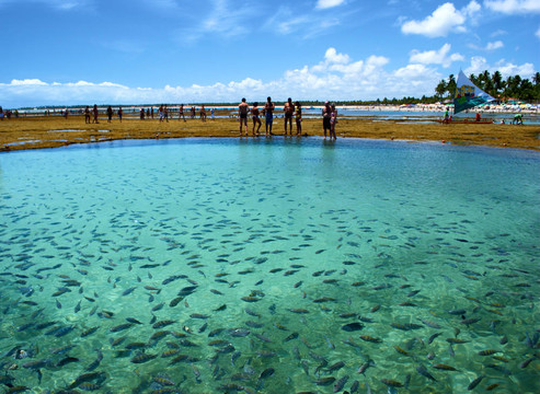 天然海游泳池中的魚類