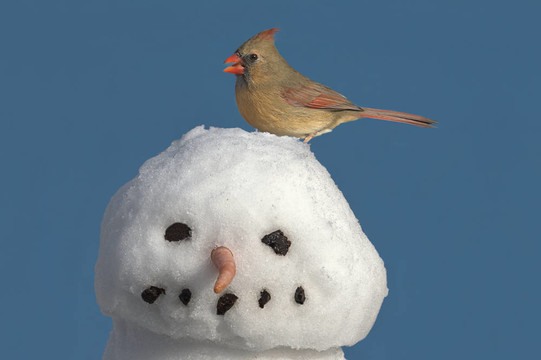 紅衣主教在雪人