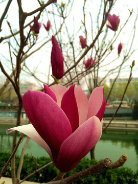 玉蘭花