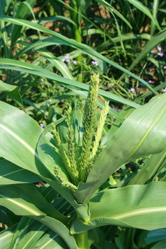 玉米植株