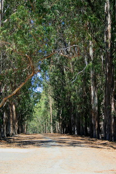 公園里的路