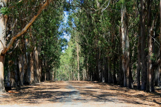 公園里的路