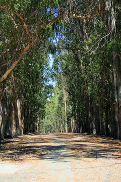 公園里的路