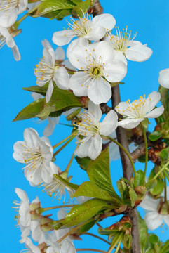 櫻花