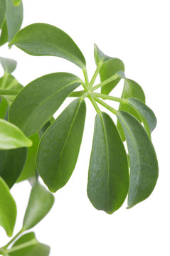 植物白