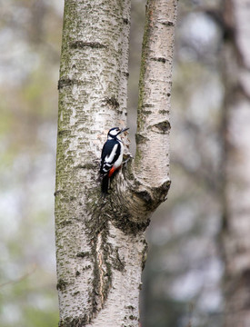 在白樺Woodpecker