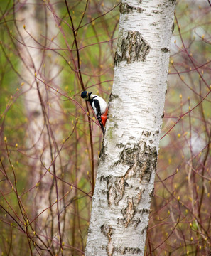 在白樺Woodpecker