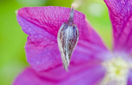 鐵線(xiàn)蓮芽
