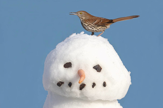 雪人上的鳥