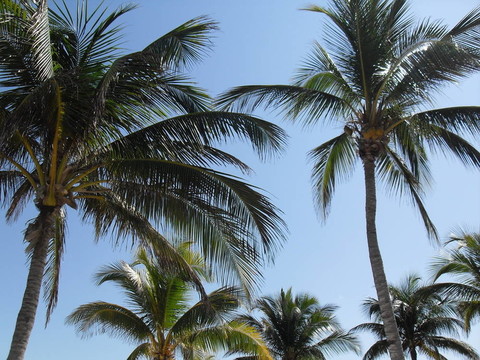 palms2