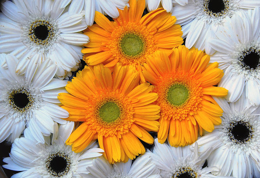 金黃色的white Gerberas
