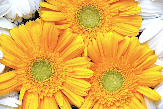 三Golden Gerberas