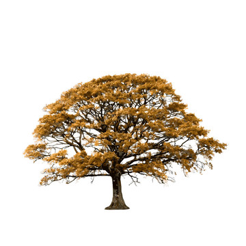 秋季橡樹樹摘要