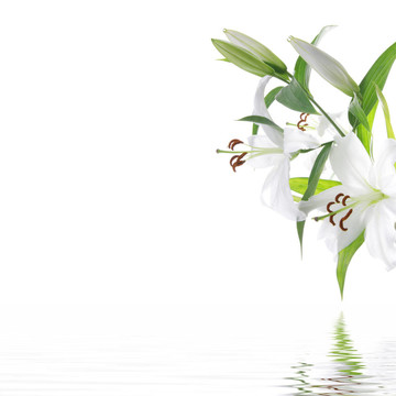 白百合花SPA設計背景