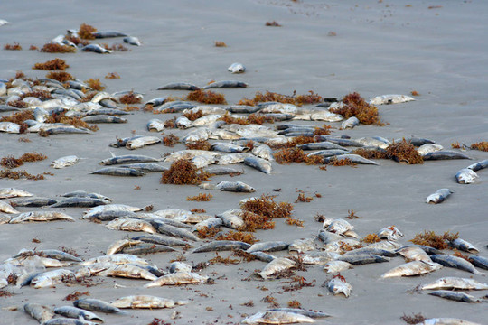 海灘上的死魚