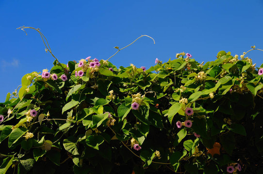 hawian紅木寶貝的藤本植物