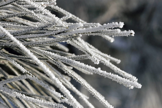 Frost的松樹針。