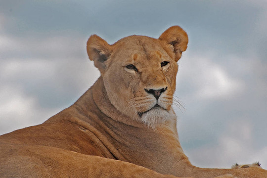 dsc_1463_母獅