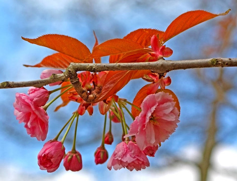 櫻花