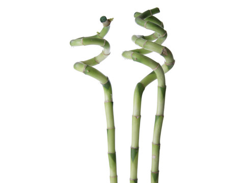 白竹