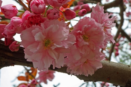 櫻花