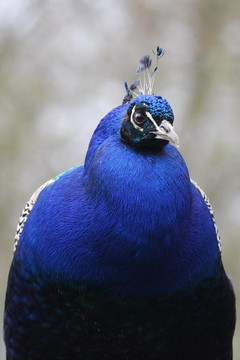 孔雀