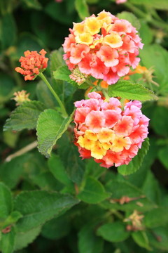 馬纓丹花