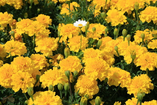 金盞花和Daisy Flower