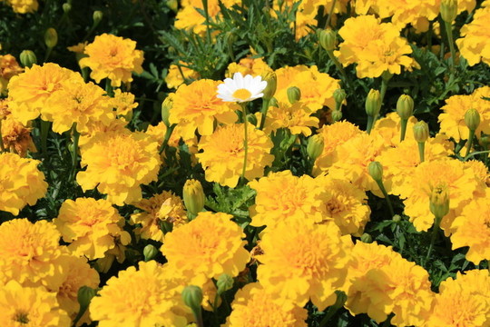 金盞花和Daisy Flower