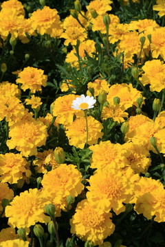 金盞花和Daisy Flower