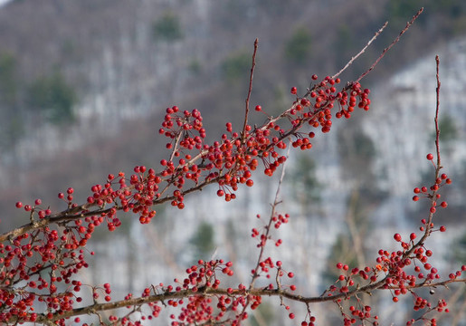 冬紅漿果