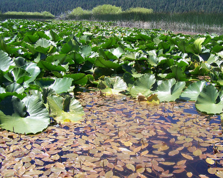 睡蓮水景