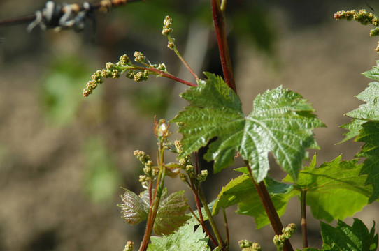 wineyard五月