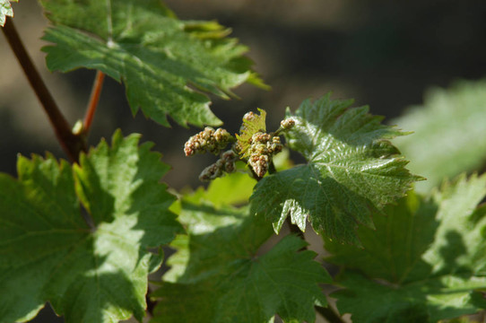 wineyard五月