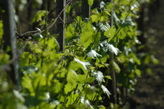wineyard五月