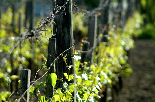 wineyard五月