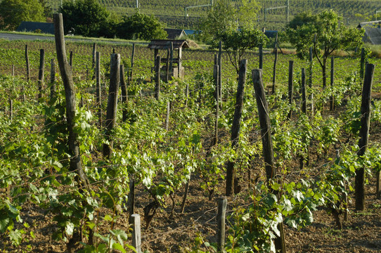 wineyard五月