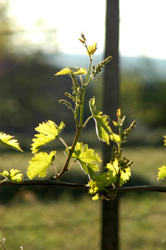 wineyard五月