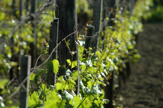 wineyard五月