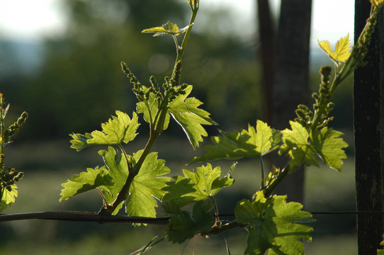wineyard五月