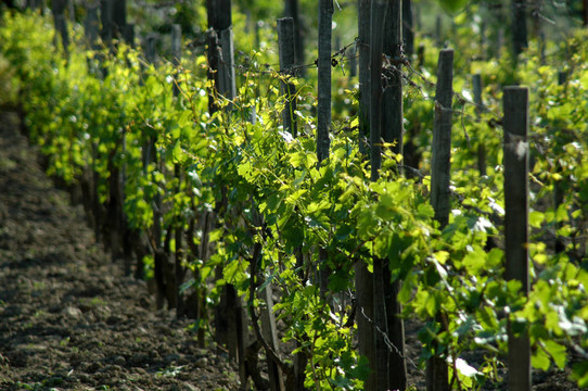 wineyard五月