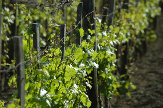 wineyard五月