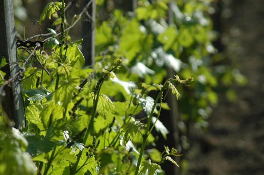 wineyard五月