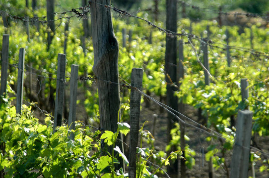 wineyard五月
