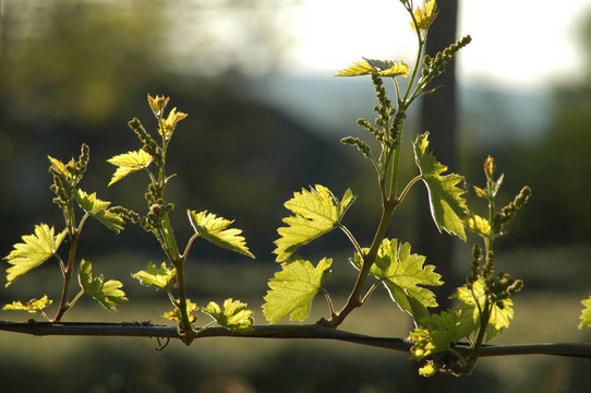 wineyard五月