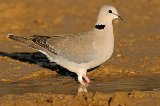 海角斑鳩