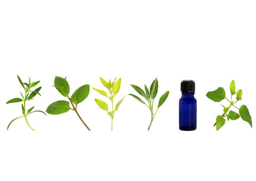 1。草本植物葉的小枝